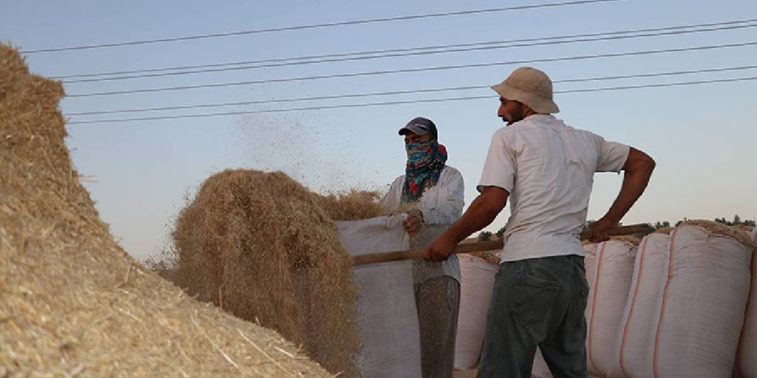 Sıcak hava ve toz en büyük düşmanları! Eski yöntemlerle ekmek mücadelesi: Günlük kazanç 3.500 TL’yi buluyor 4